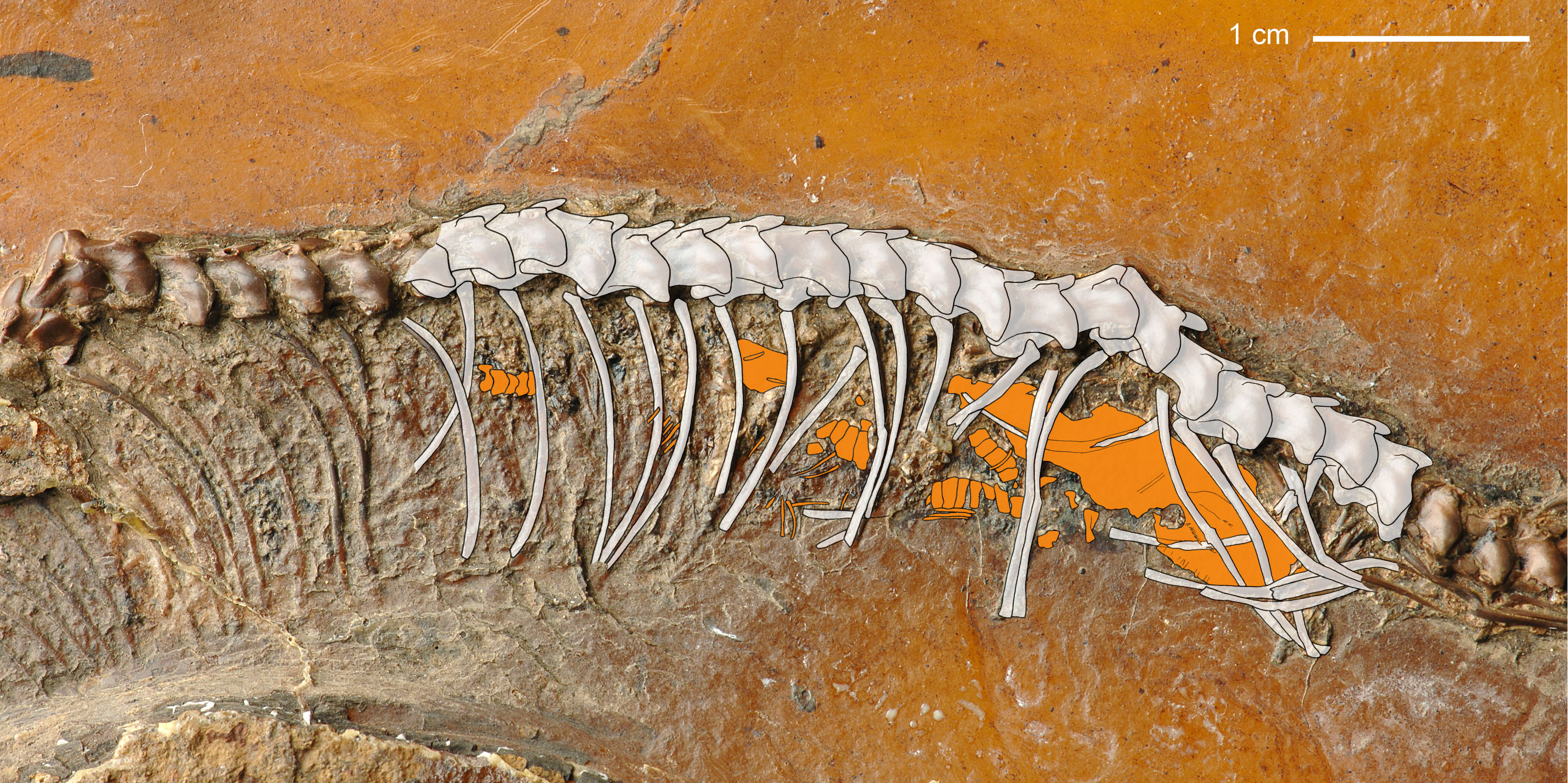 Messelboa 47 Millionen Jahre alt und schwanger