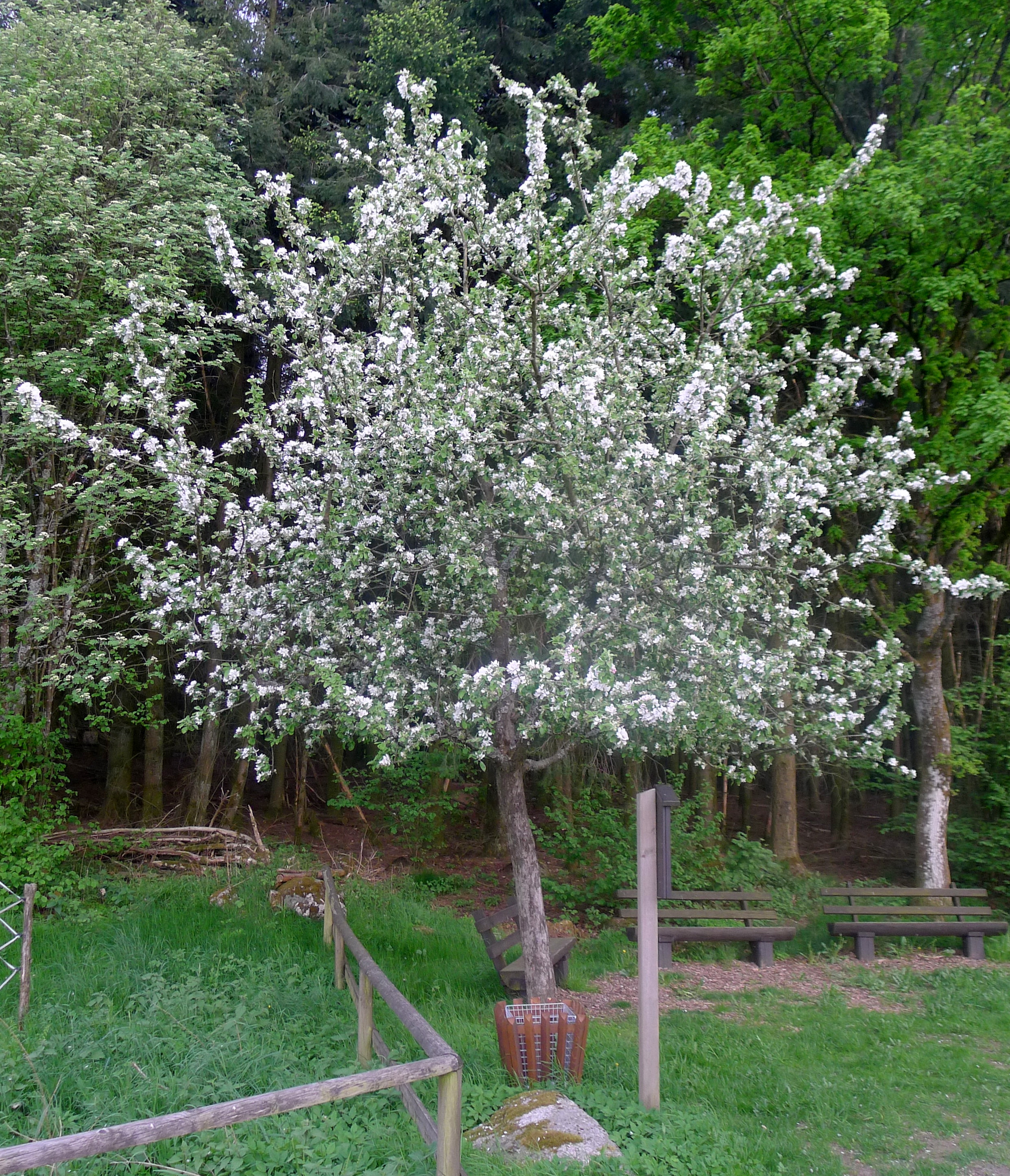 Höchster Apfelbaum im Odenwald 25 Jahre